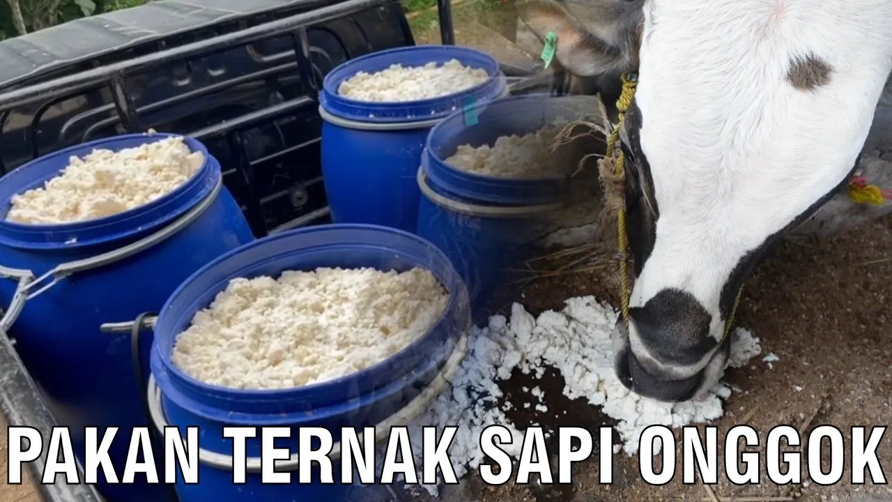 
                                 Pakan-Sapi-Onggok-Singkong
